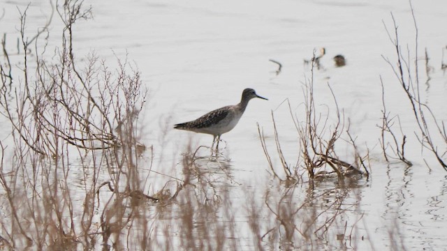 Bruchwasserläufer - ML655223888