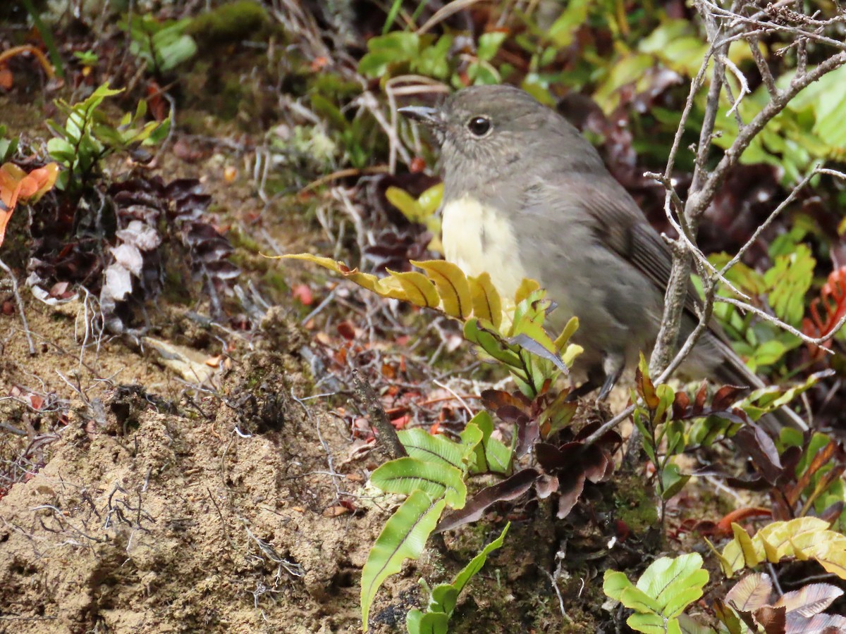 sørøyflueskvett - ML655224571