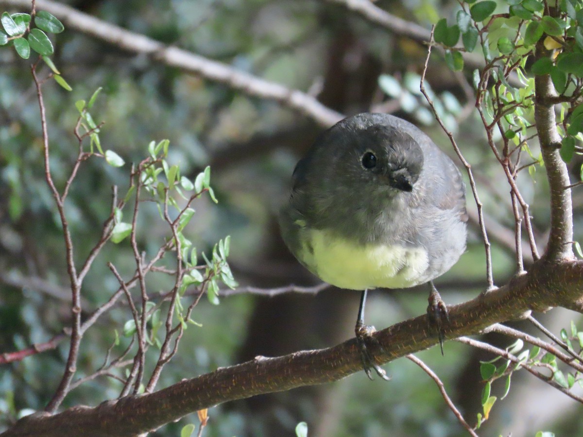 sørøyflueskvett - ML655224591