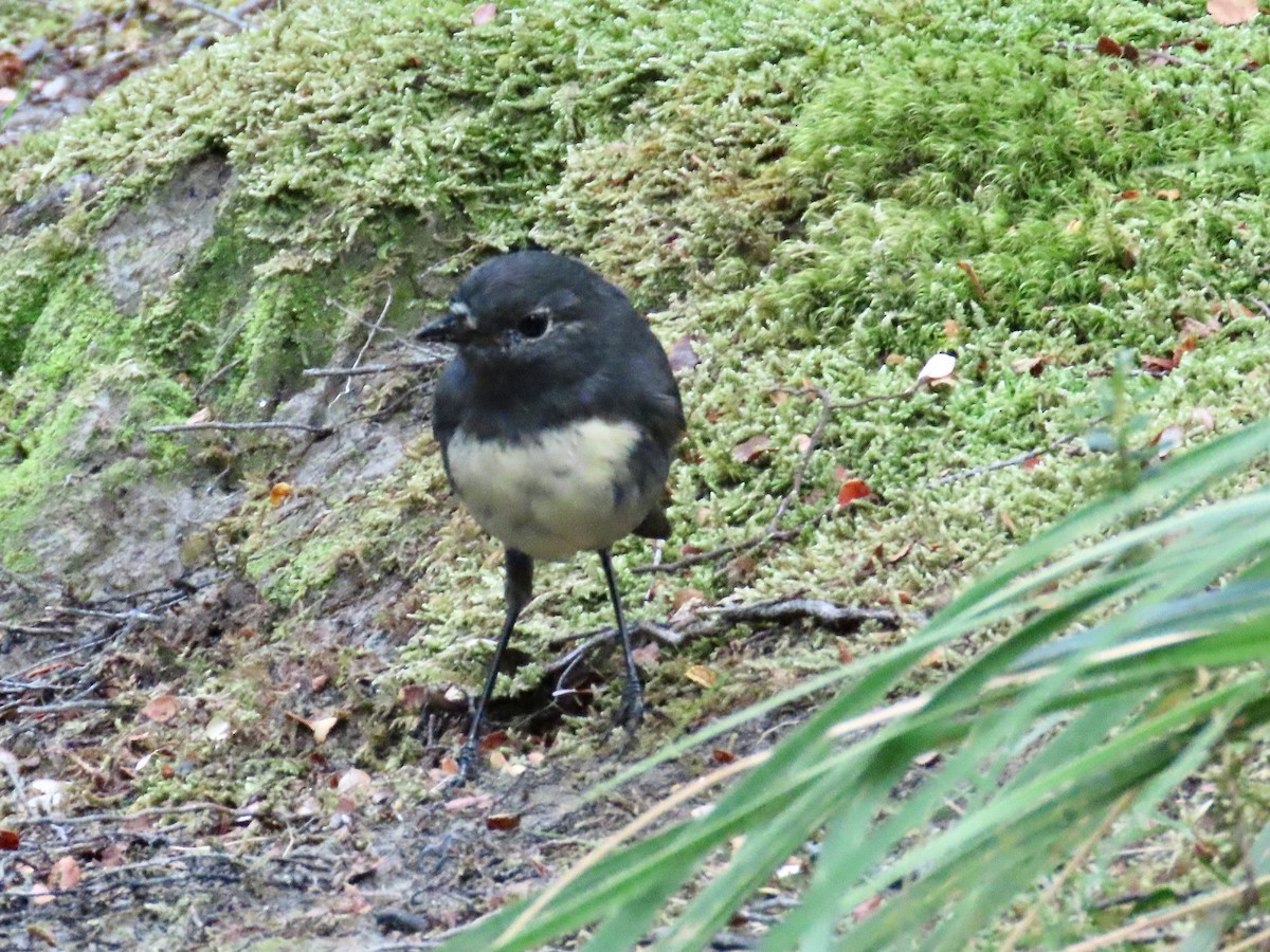 sørøyflueskvett - ML655224667