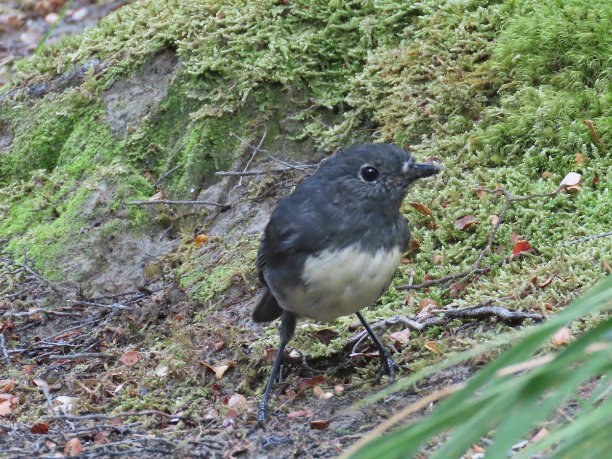 sørøyflueskvett - ML655224668