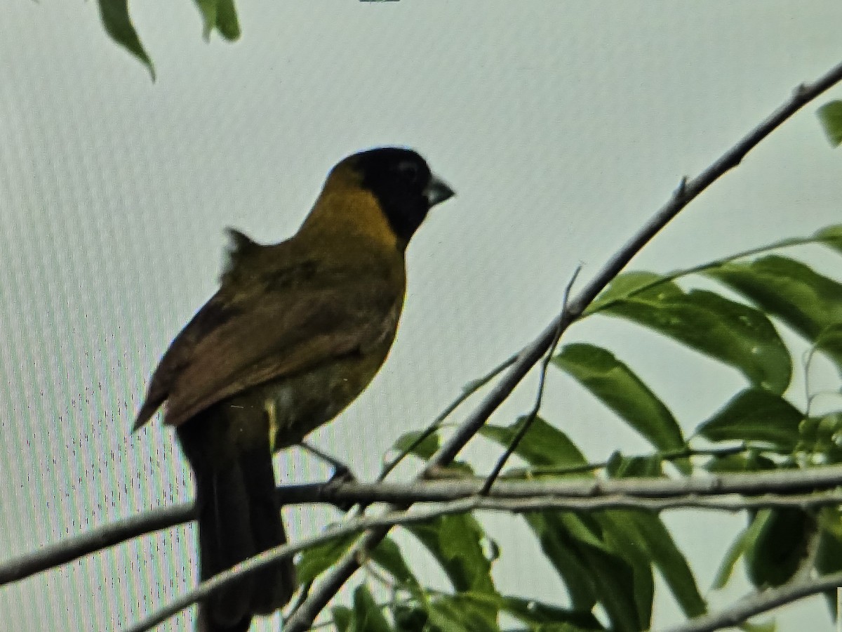 Crimson-collared Grosbeak - ML655224673