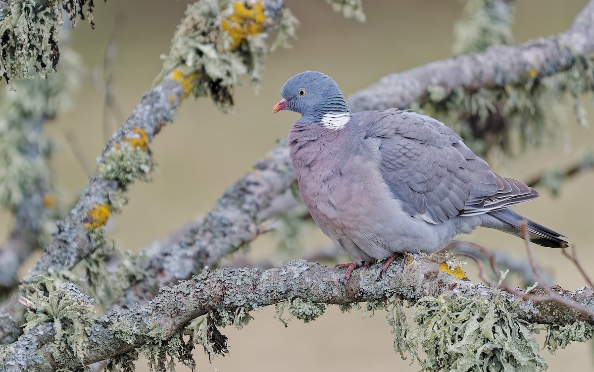 Common Wood-Pigeon - ML655225421