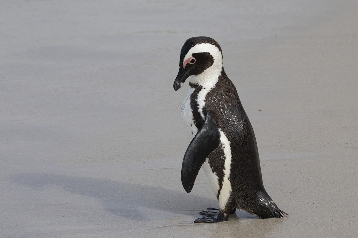 African Penguin - ML655226466