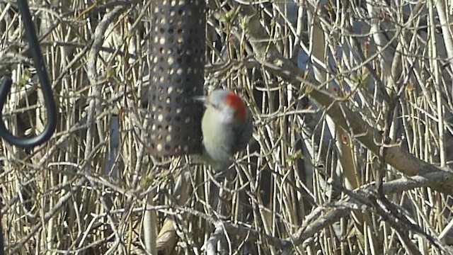 Red-bellied Woodpecker - ML655226546