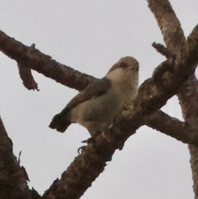 Brown-headed Nuthatch - ML655227124