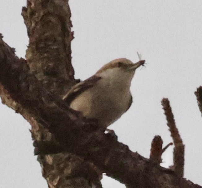 Brown-headed Nuthatch - ML655227125