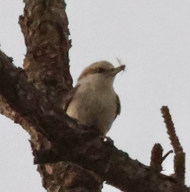 Brown-headed Nuthatch - ML655227126