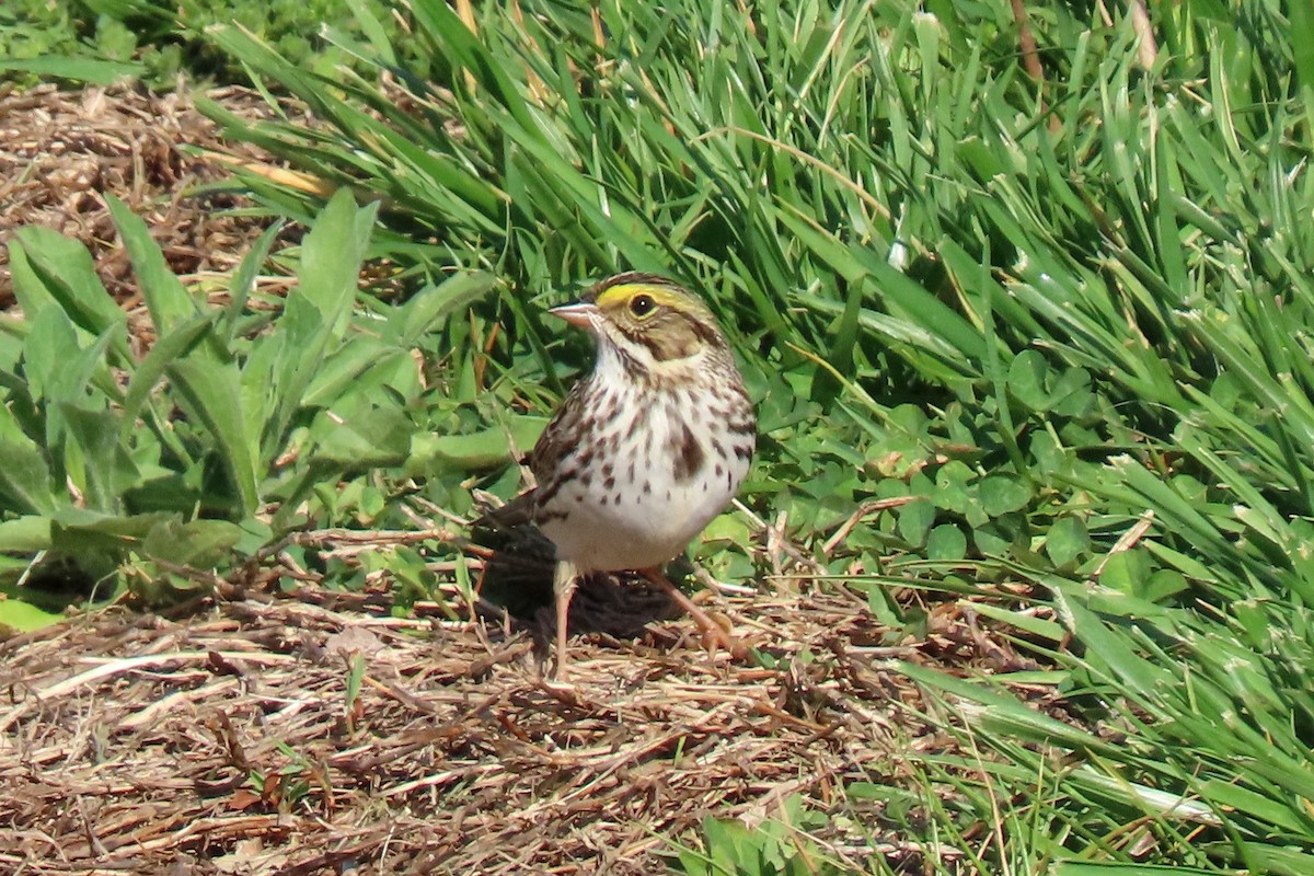 eBird Checklist - 18 Apr 2026 - Alpha Ridge Park - 13 species