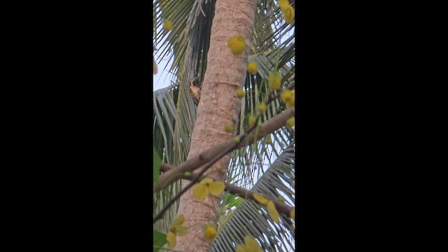 Black-rumped Flameback - ML655229406