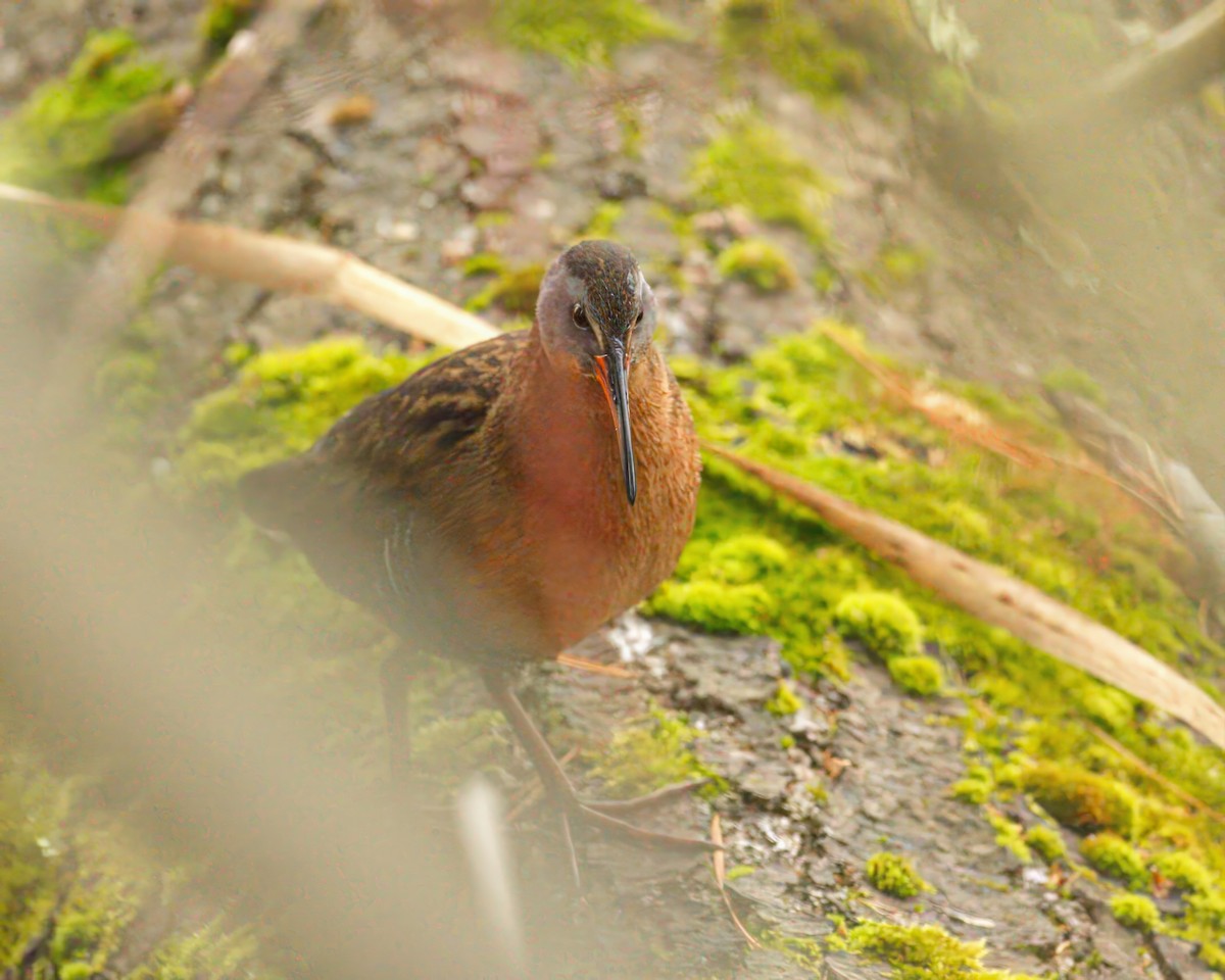 eBird Checklist - 18 Apr 2026 - Pickering Ponds, Rochester - 43 species
