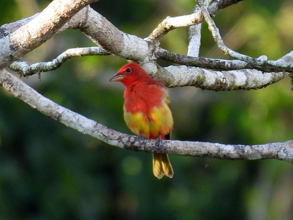 Summer Tanager - ML655230502