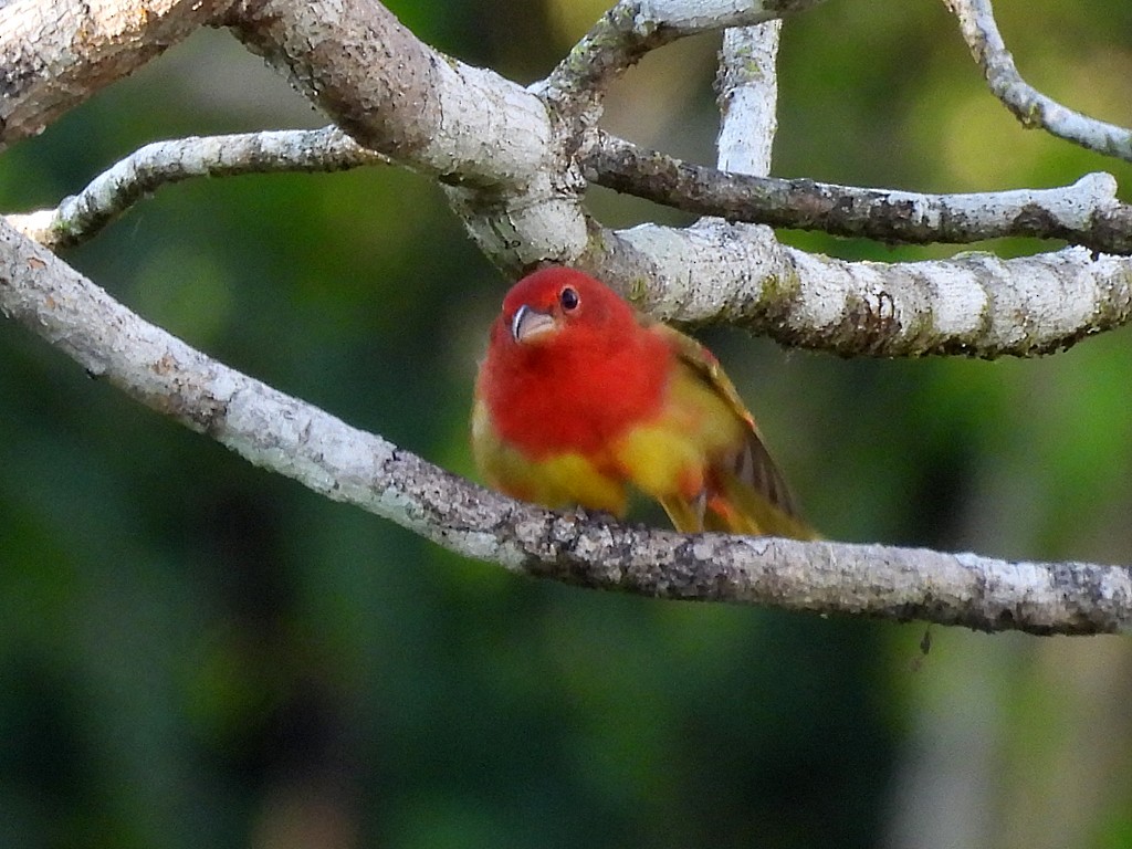 Summer Tanager - ML655230503