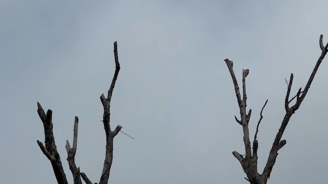 Red-bellied Woodpecker - ML655230579