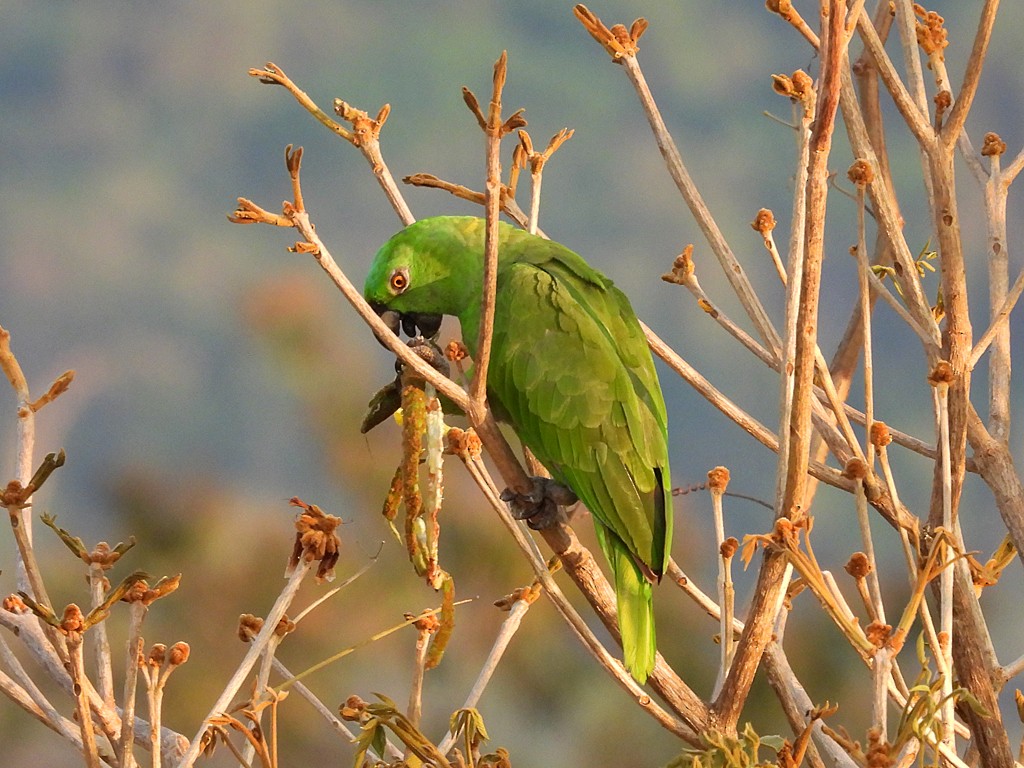 Yellow-naped Amazon - ML655231008