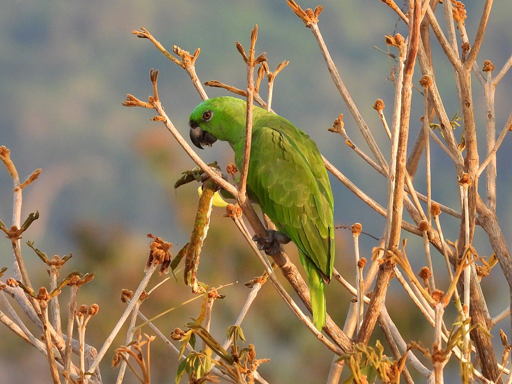 Yellow-naped Amazon - ML655231013