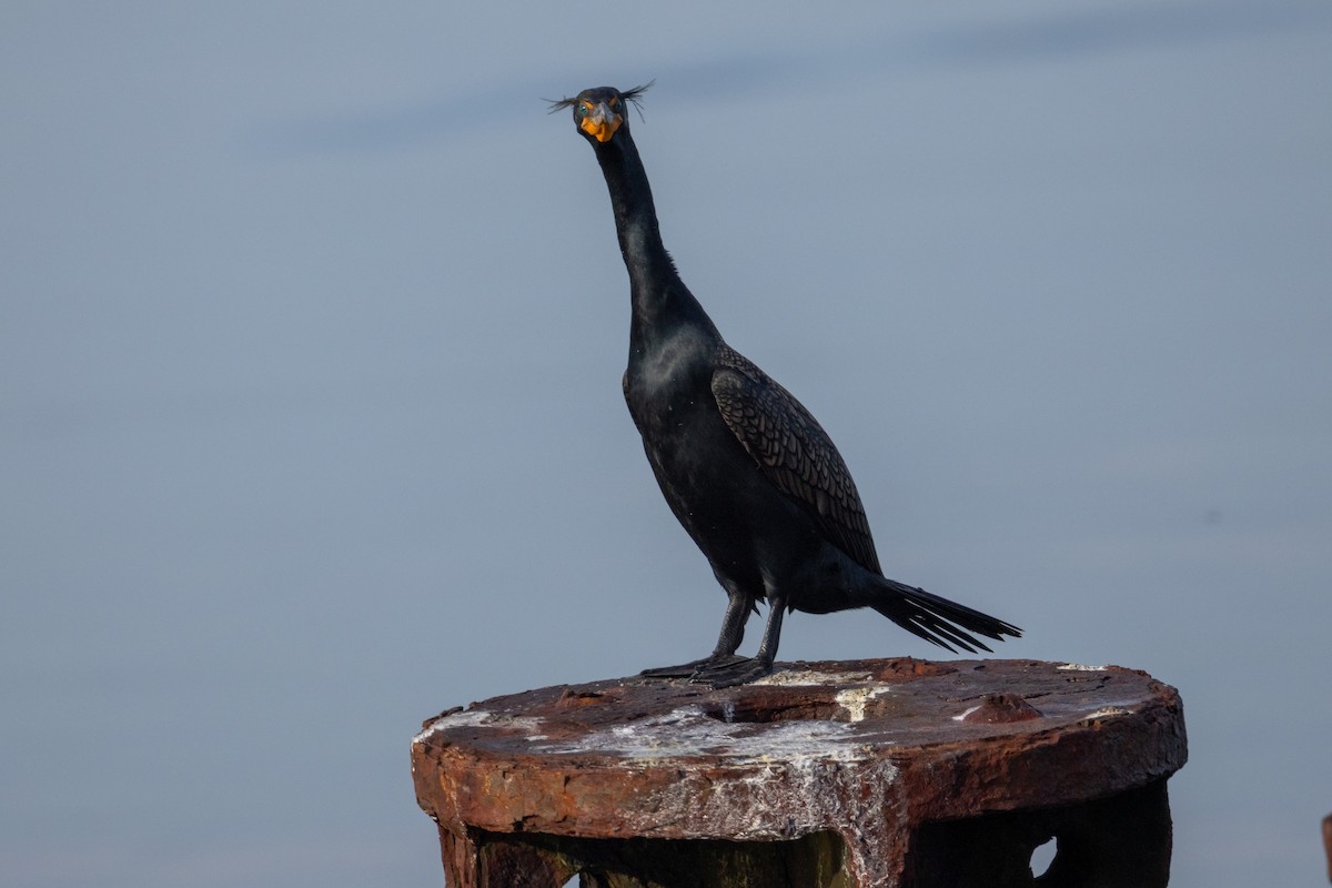 Double-crested Cormorant - ML655231492