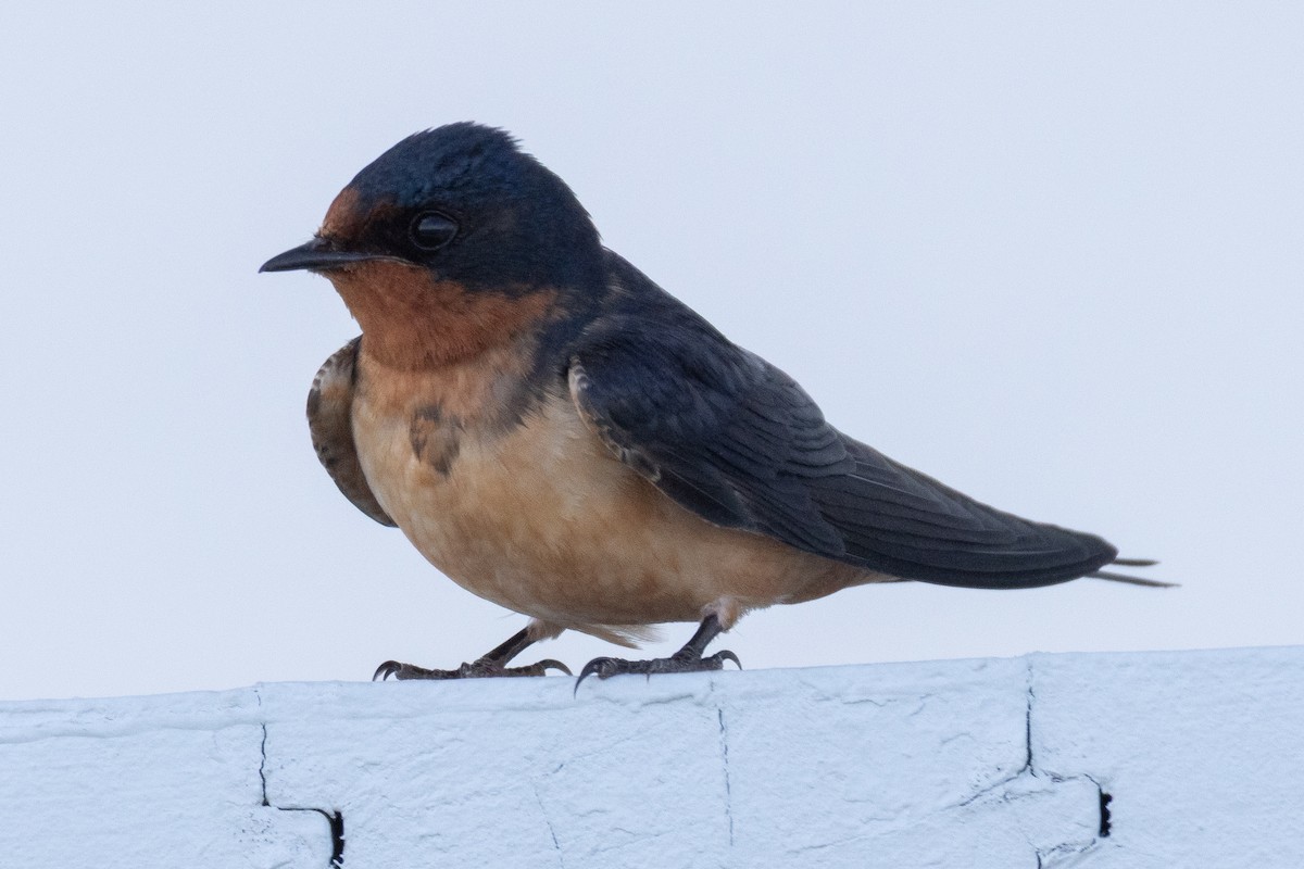 Barn Swallow - ML655231501