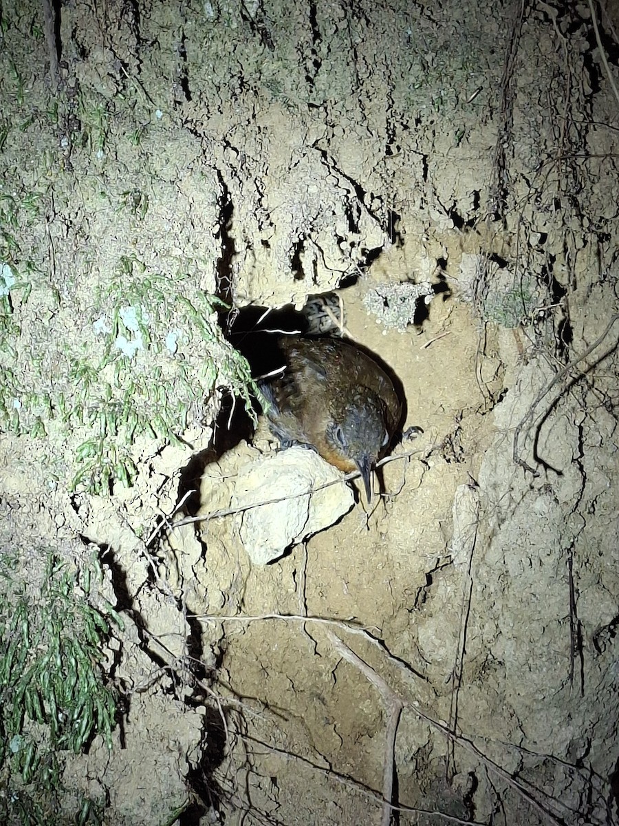Middle American Leaftosser (Costa Rican) - ML655234196