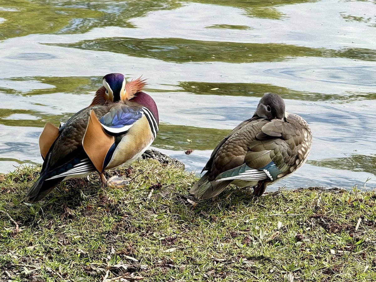 Мандаринка - ML655234539