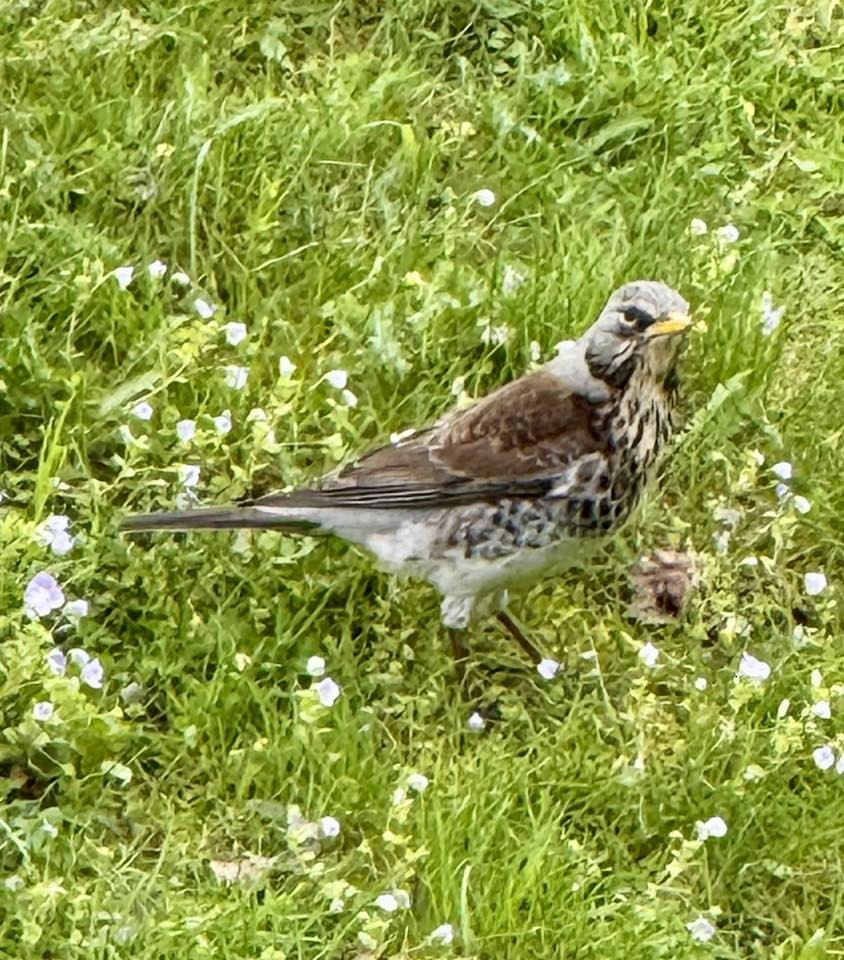 Чикотень - ML655234592