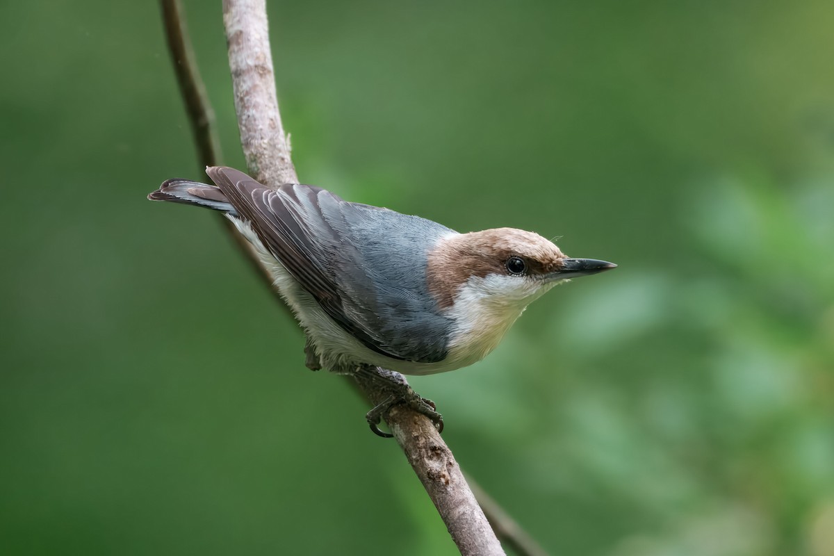 Brown-headed Nuthatch - ML655235072