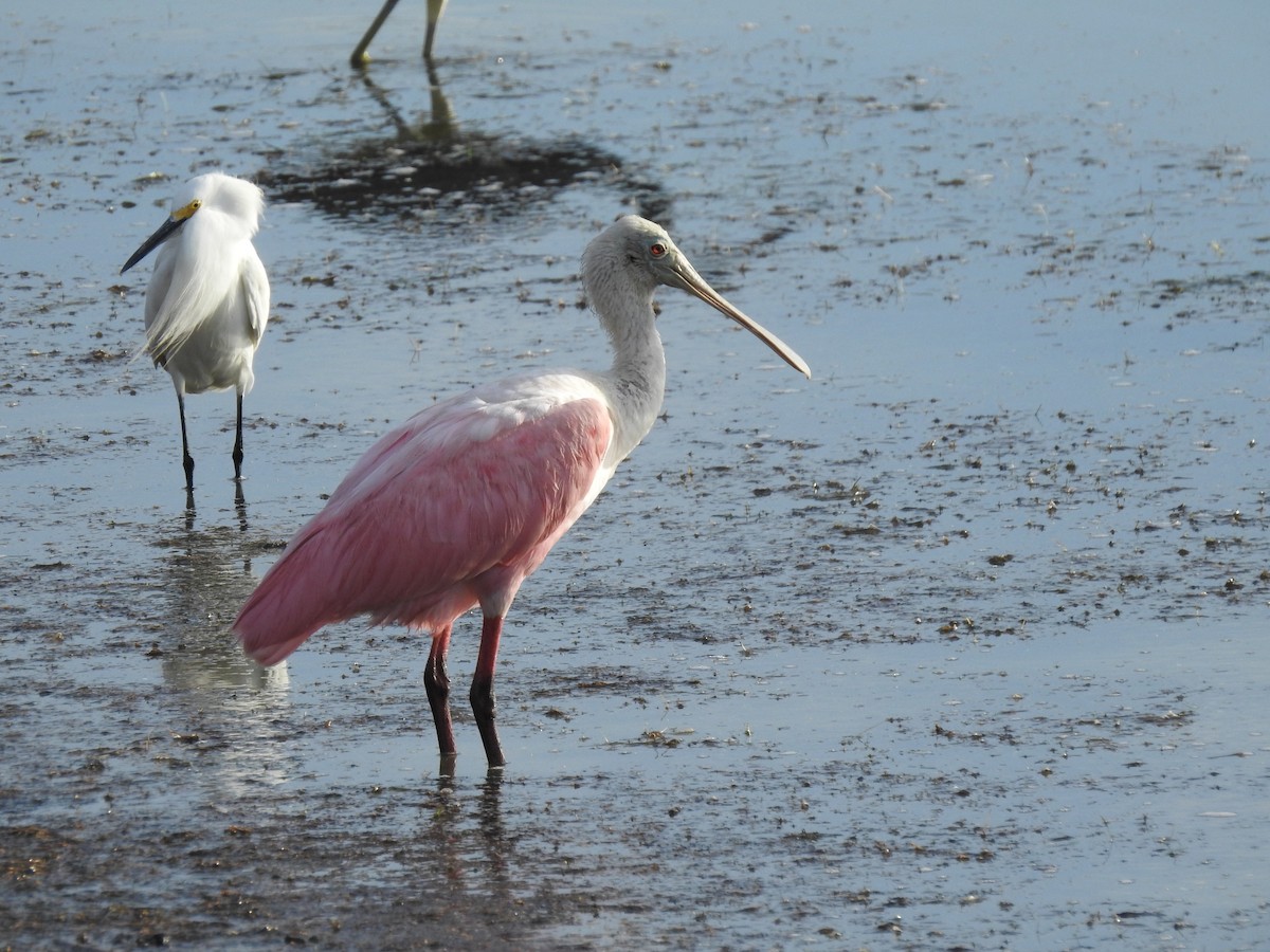 rosenskjestork - ML655237844