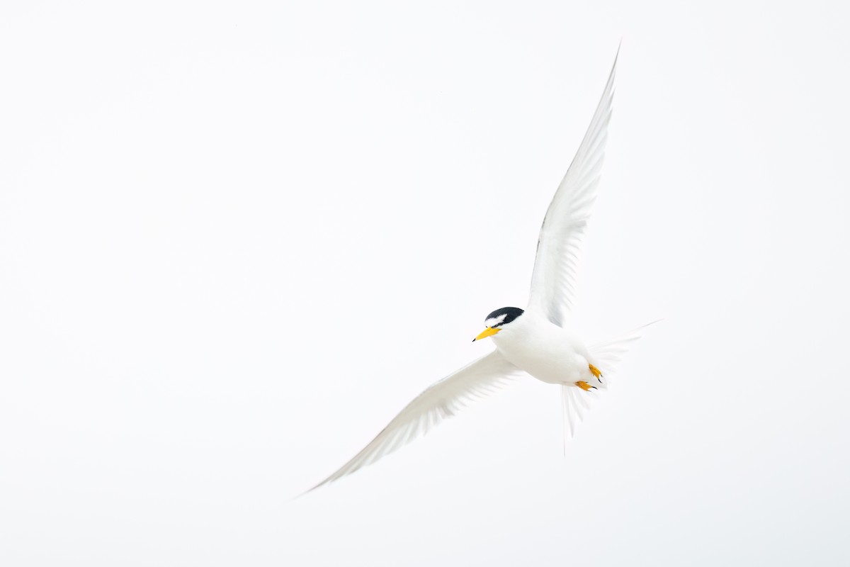 eBird Checklist - 14 Jun 2025 - Crane Beach (TTOR) - 44 species