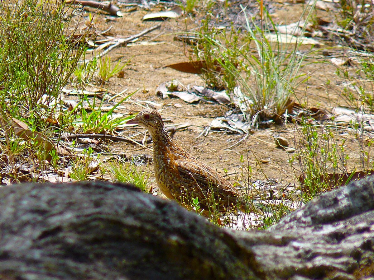 Painted Buttonquail - ML655240866