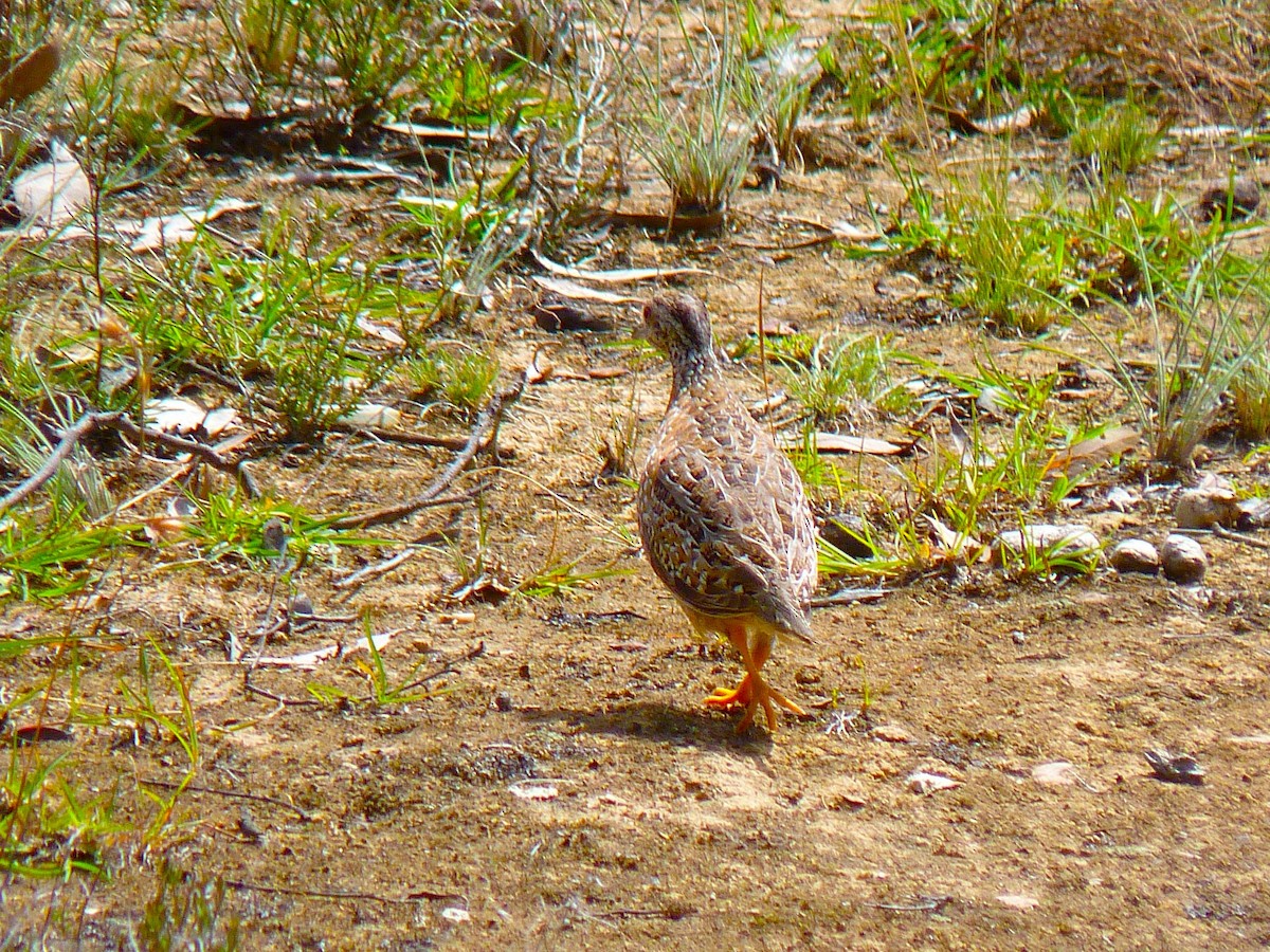 Painted Buttonquail - ML655240886