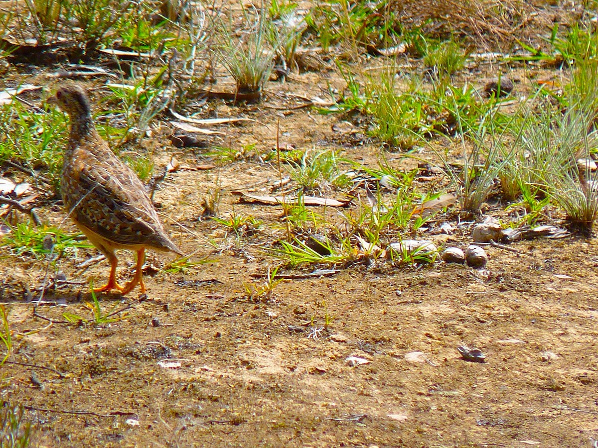 Painted Buttonquail - ML655240900