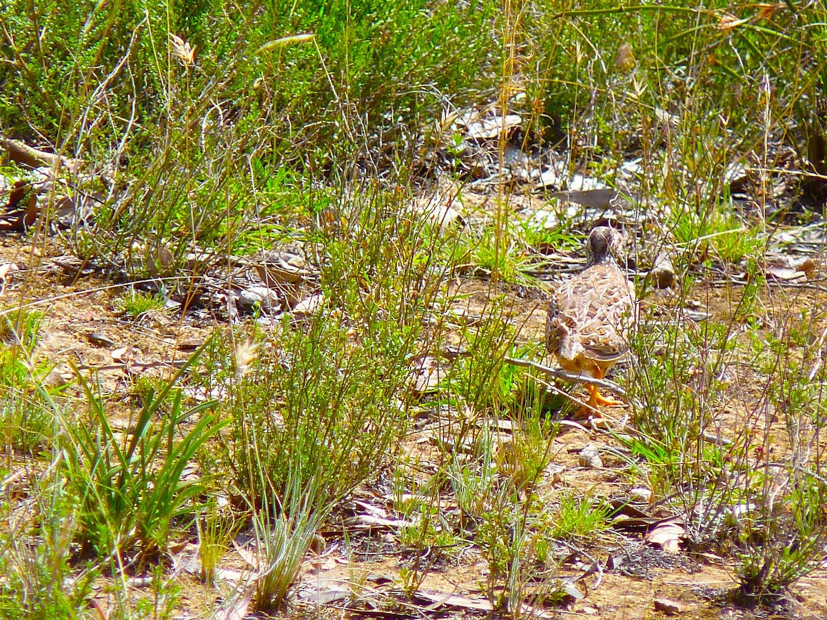 Painted Buttonquail - ML655240905