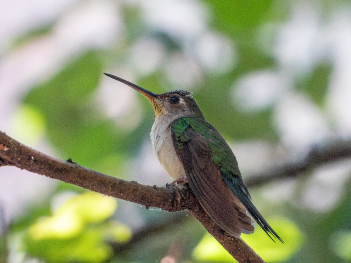 Colibrí Ruiseñor (Occidental) - ML655241730
