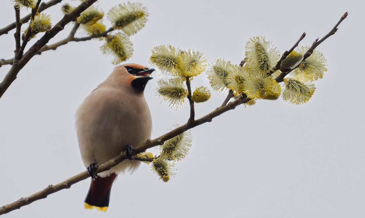 Bohemian Waxwing - ML655242294