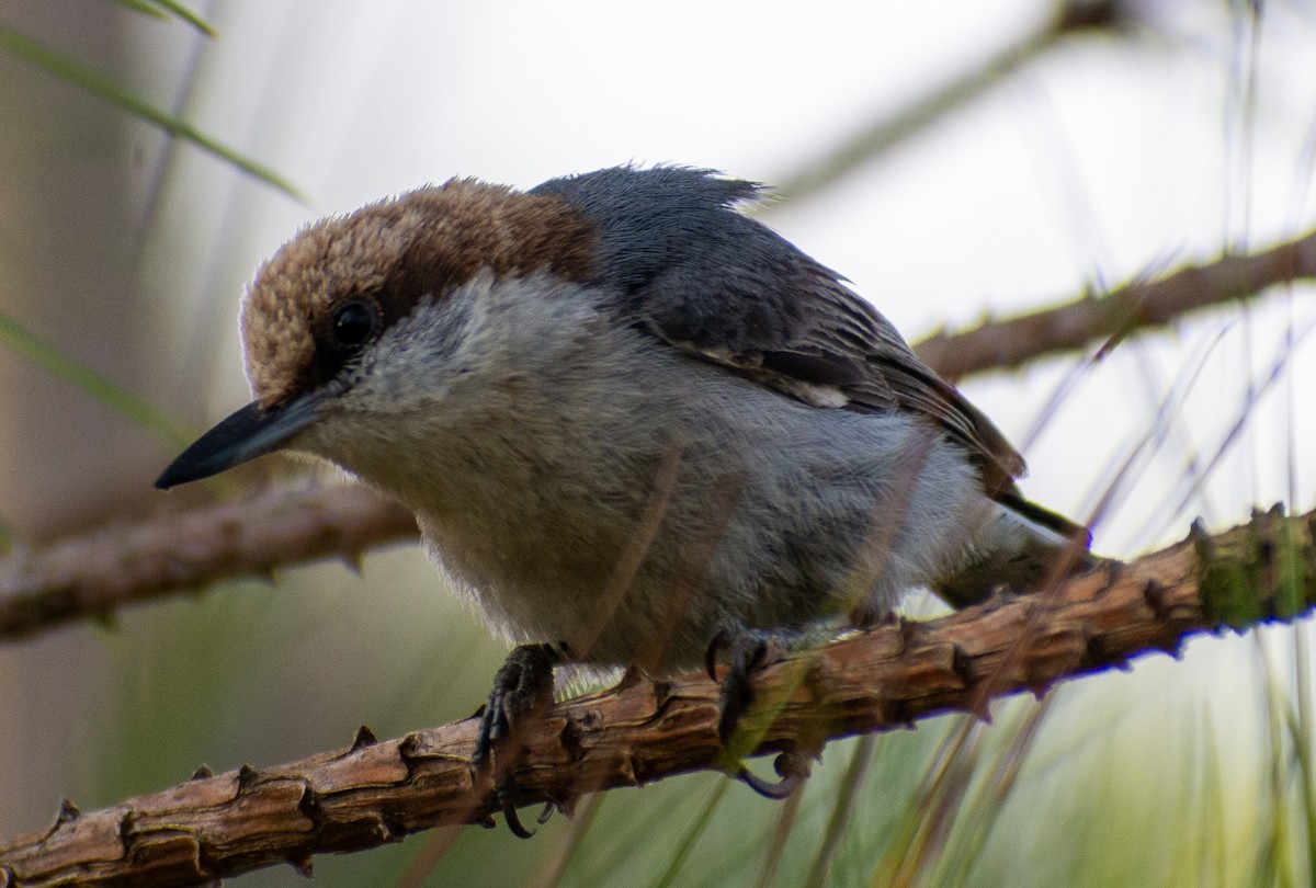 Brown-headed Nuthatch - ML655242528