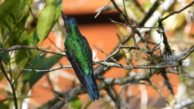 Синеголовая талурания - ML655242773