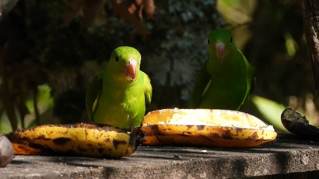 Тирика - ML655242813