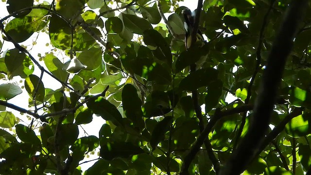 Темноспинный эсперито - ML655242865