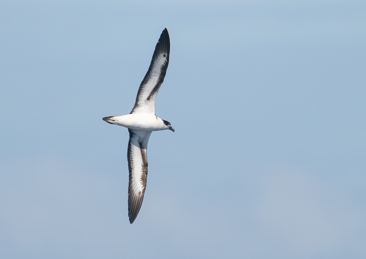 Pétrel diablotin - ML655242898