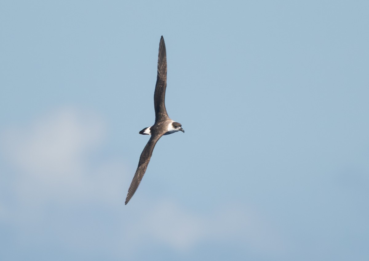 Pétrel diablotin - ML655242900