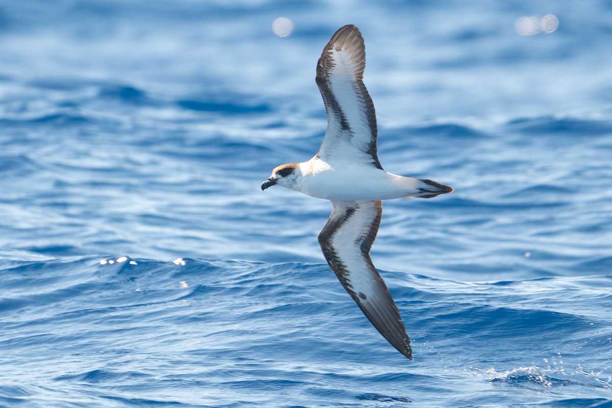 Pétrel diablotin - ML655242901