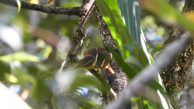 Охристая казарита - ML655242935