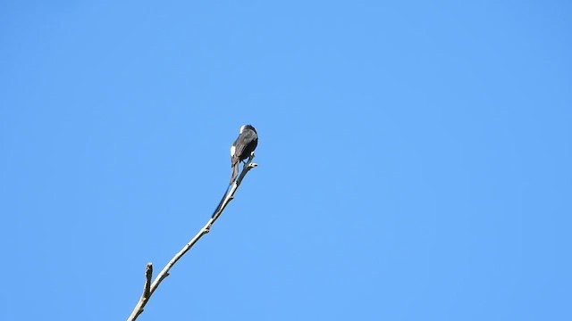 Длиннохвостая колония - ML655243079