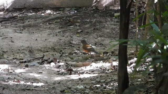 Белошейный дрозд - ML655243101