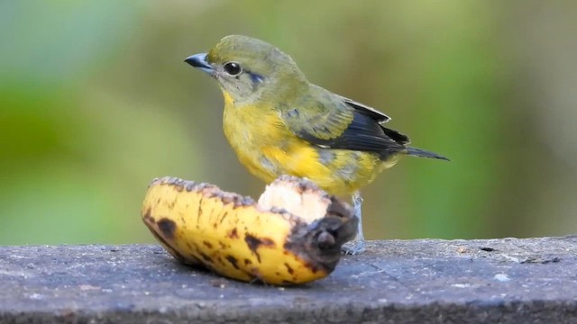 Фиолетовая эуфония - ML655243197