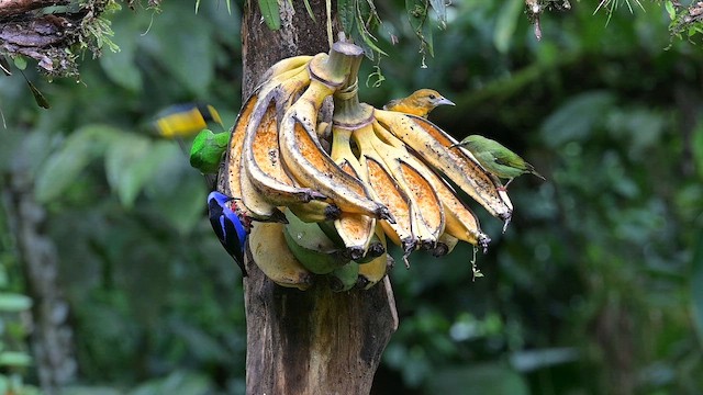 Yellow-crowned Euphonia - ML655243259