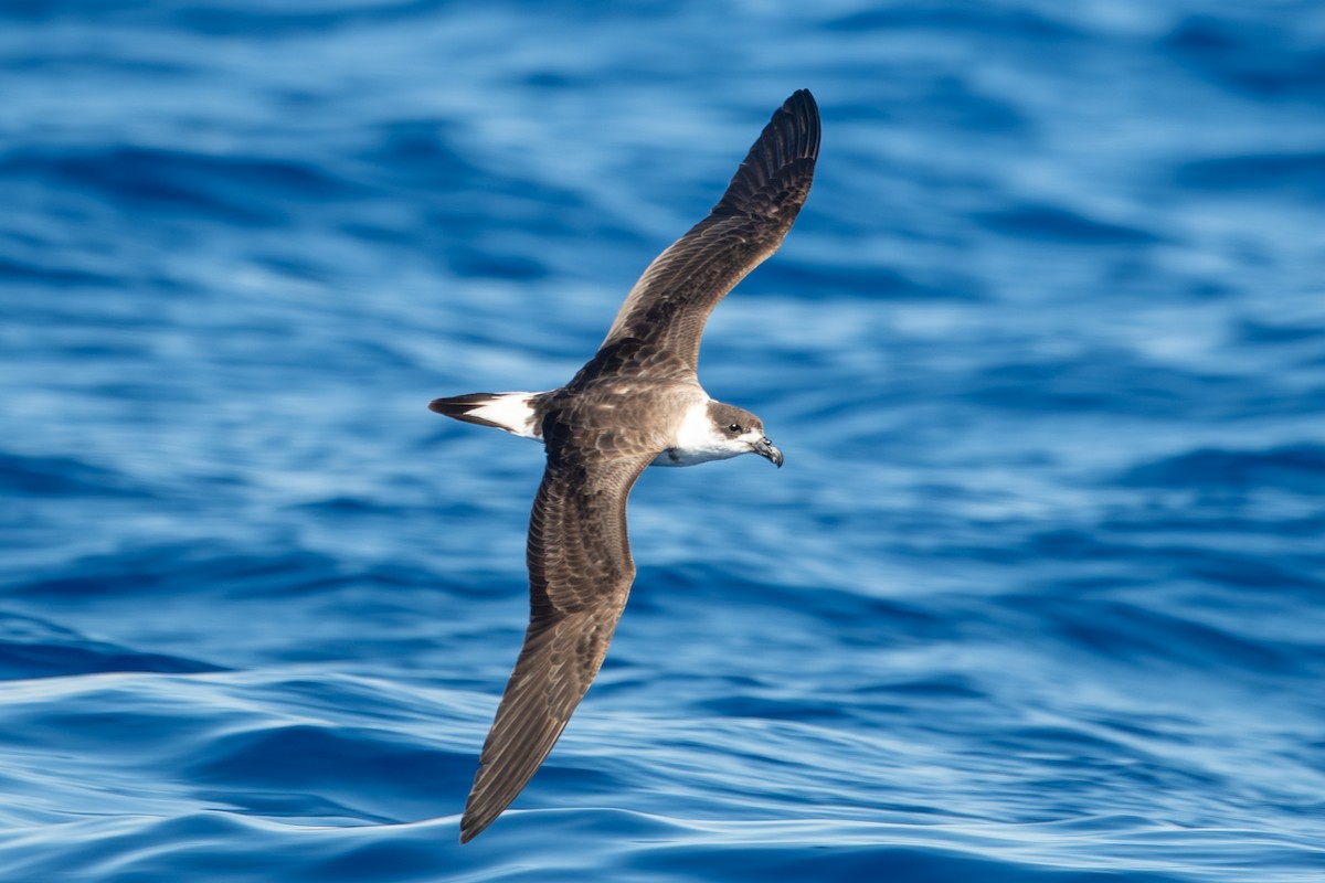 Pétrel diablotin - ML655243290