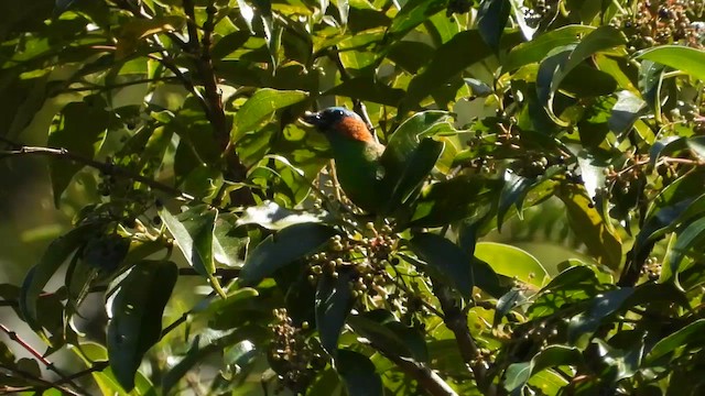 Синешапочная танагра - ML655243489