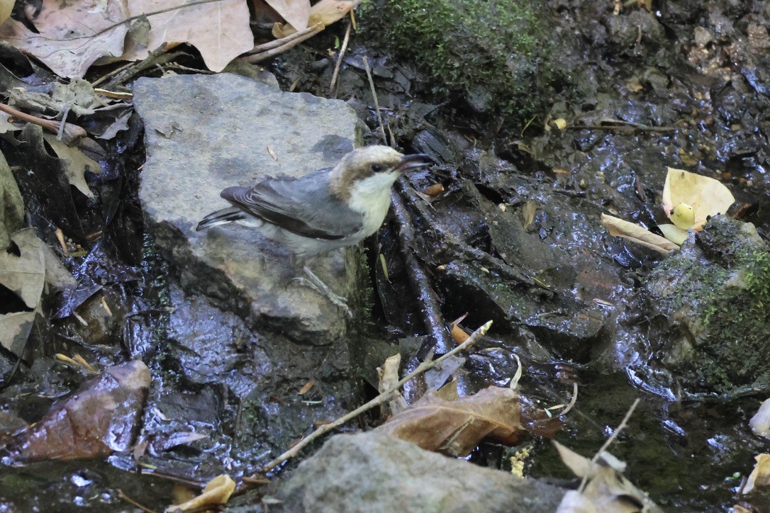 Brown-headed Nuthatch - ML655243910