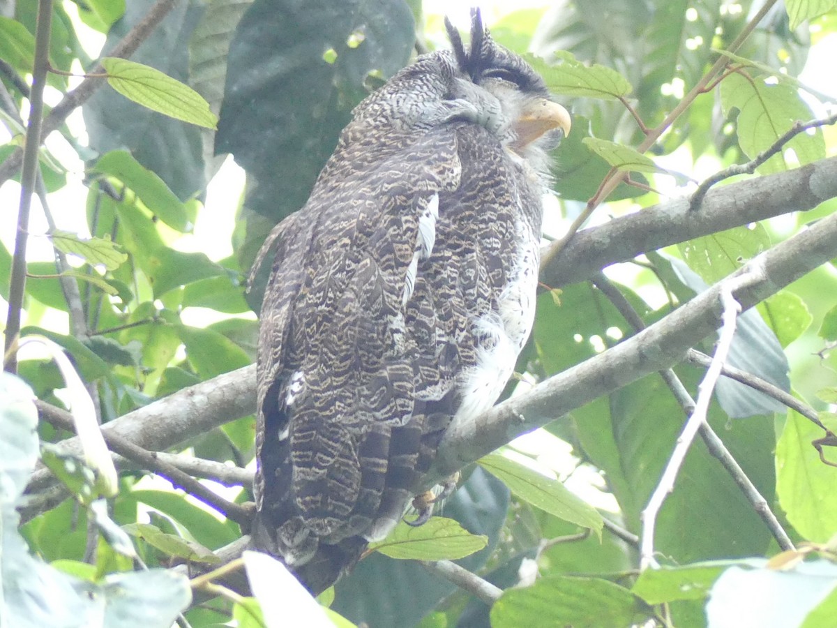 Barred Eagle-Owl - ML65524411